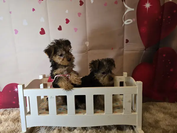 Puppy at CJ's Kennels, photo 2