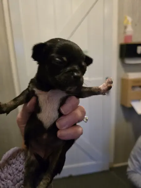 Puppy at CJ's Kennels, photo 3