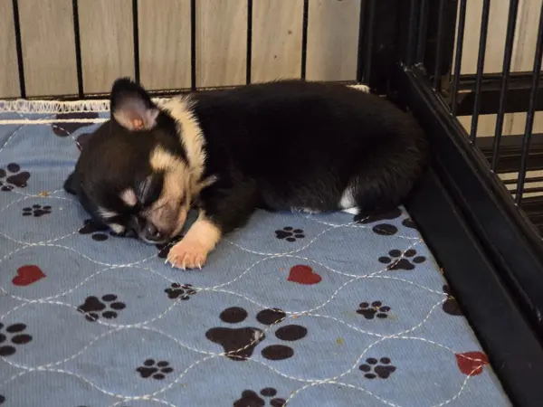 Puppy at CJ's Kennels, photo 6