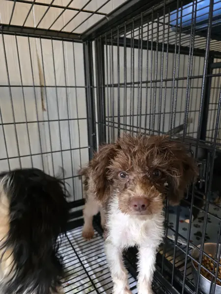 Puppy at CJ's Kennels, photo 7