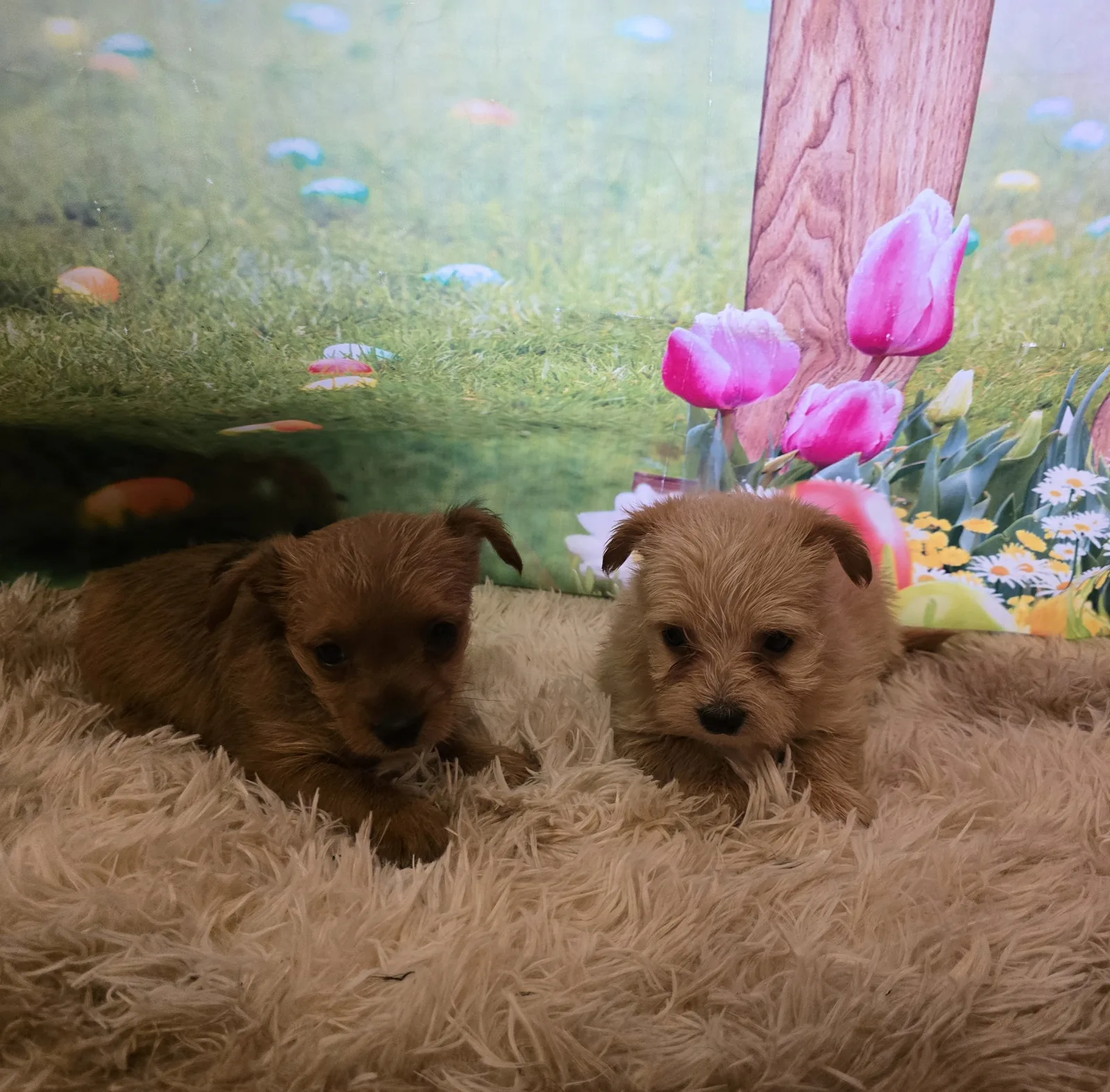 Two fluffy puppies at CJ's Kennels
