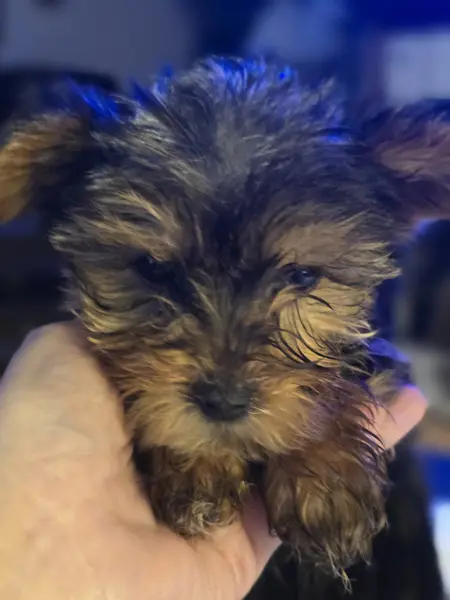 Puppy at CJ's Kennels, photo 12