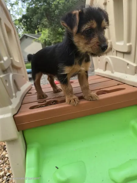 Puppy at CJ's Kennels, photo 14