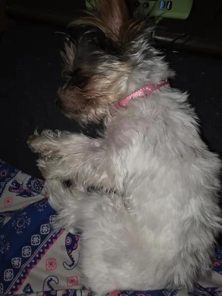 Puppy at CJ's Kennels, photo 16