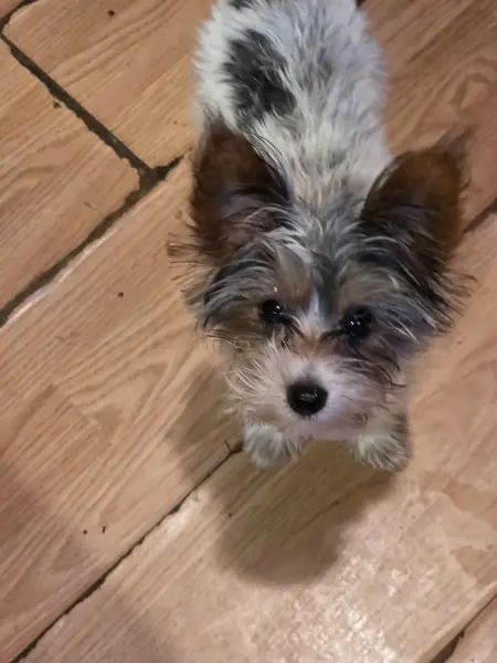 Puppy at CJ's Kennels, photo 20