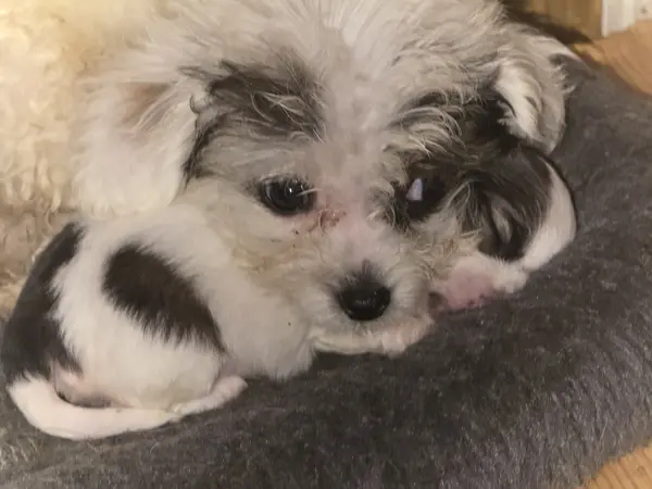 Puppy at CJ's Kennels, photo 21