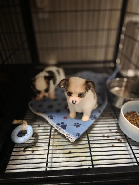 Puppy at CJ's Kennels, photo 22