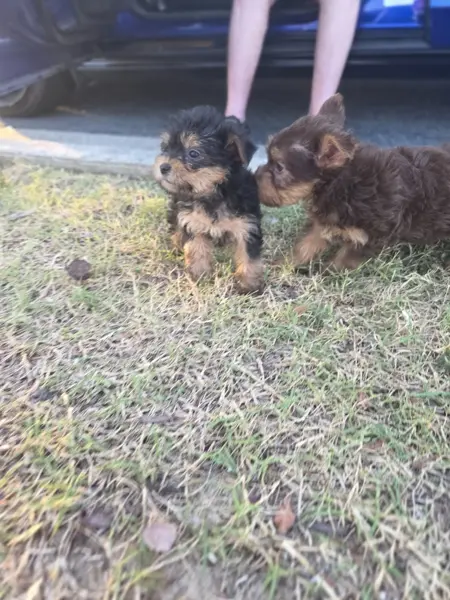 Puppy at CJ's Kennels, photo 31