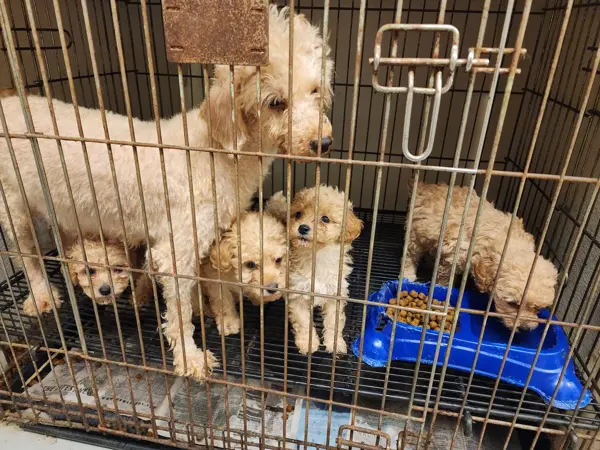 Puppy at CJ's Kennels, photo 42